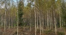 Jaunaudžu kopšana
